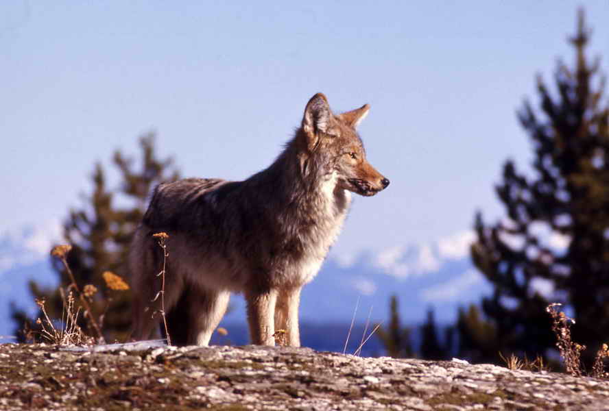coyote